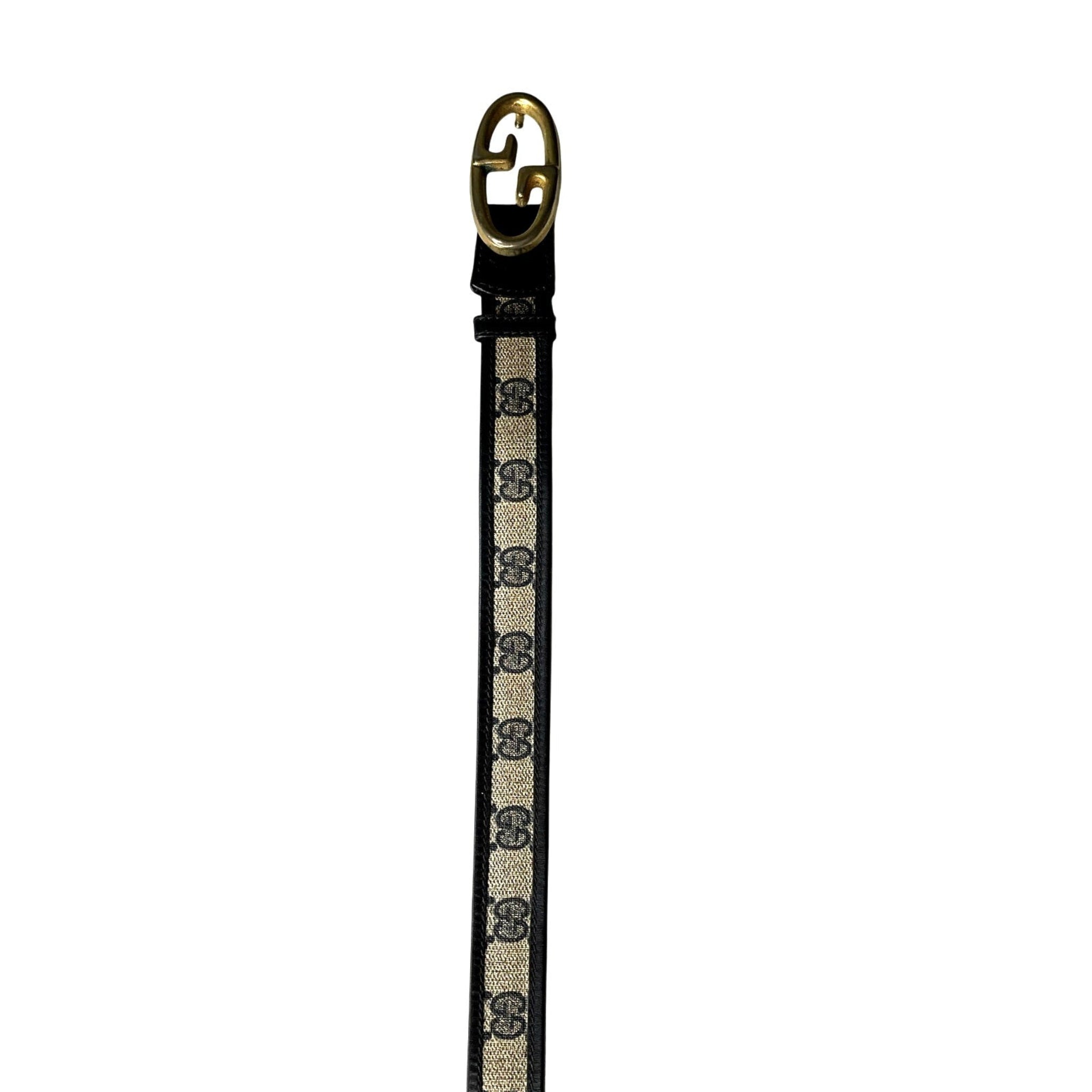 Dog leash with Gucci logo on a white background